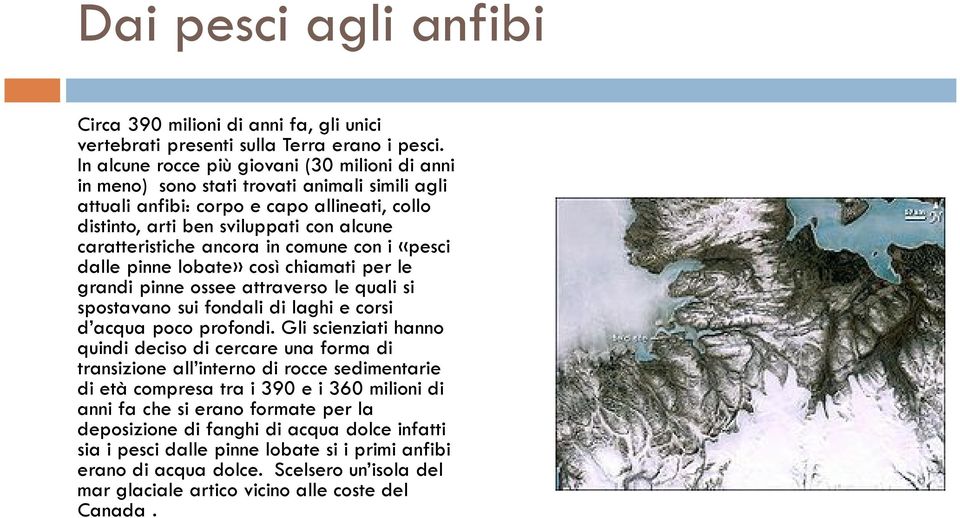 ancora in comune con i «pesci dalle pinne lobate» così chiamati per le grandi pinne ossee attraverso le quali si spostavano sui fondali di laghi e corsi d acqua poco profondi.