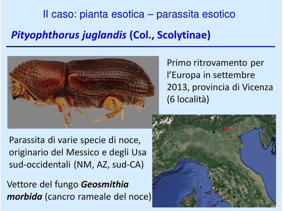 Vicenza (6 località) Parassita di variespecie di noce, originario del Messico e