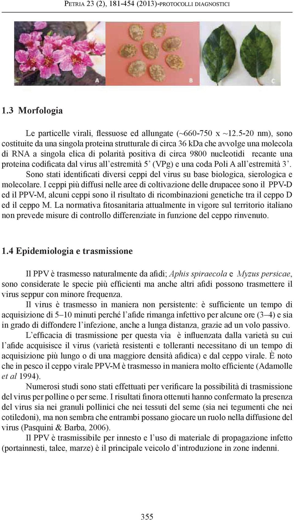 codificata dal virus all estremità 5 (VPg) e una coda Poli A all estremità 3. Sono stati identificati diversi ceppi del virus su base biologica, sierologica e molecolare.