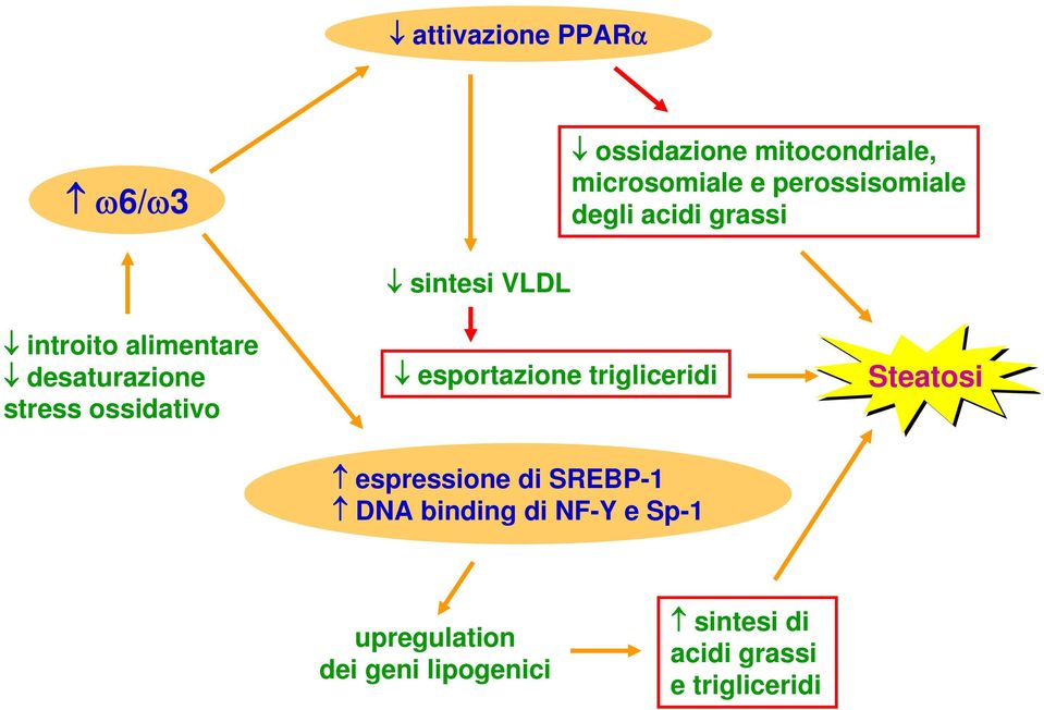 VLDL esportazione trigliceridi Steatosi espressione di SREBP-1 DNA binding di