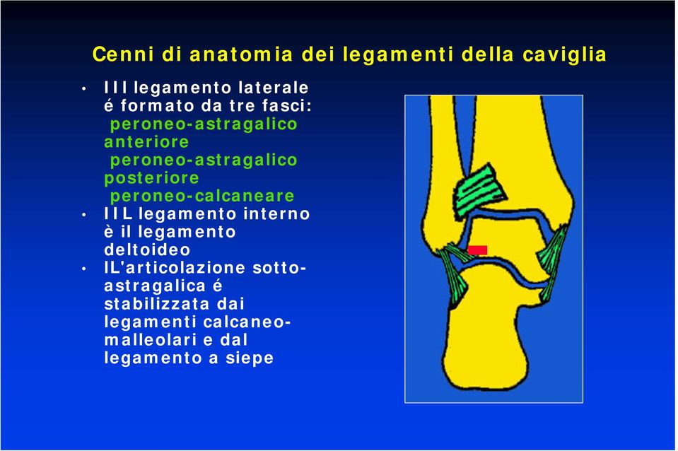 peroneo-calcaneare IIL legamento interno è il legamento deltoideo