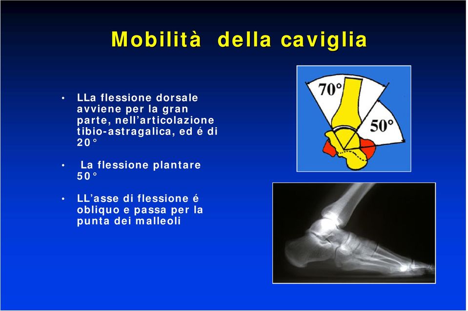 tibio-astragalica, ed é di 20 La flessione plantare