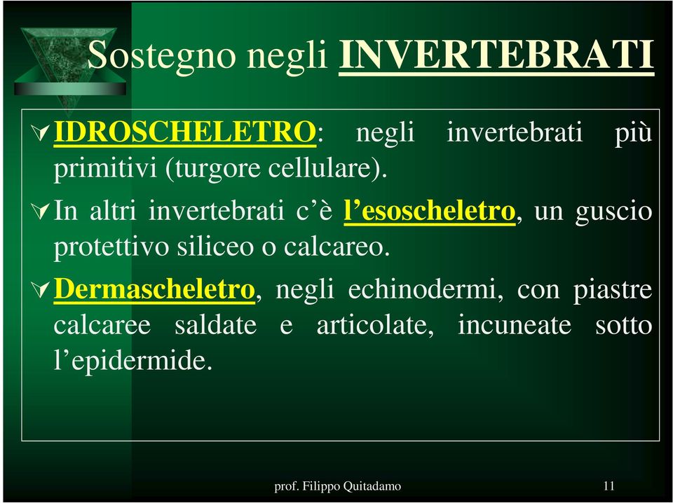 In altri invertebrati c è l esoscheletro, un guscio protettivo siliceo o