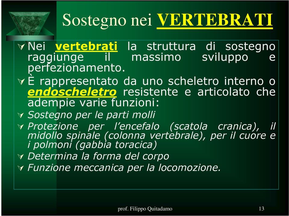 Sostegnoperlepartimolli Protezione per l encefalo (scatola cranica), il midollo spinale(colonna vertebrale), per il