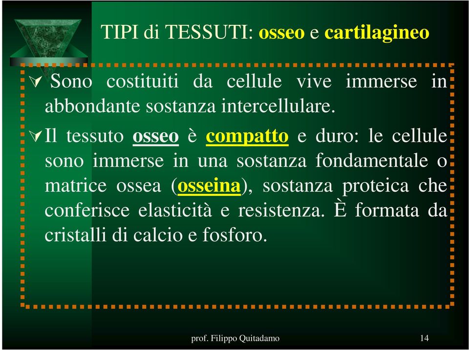 Il tessuto osseo è compatto e duro: le cellule sono immerse in una sostanza fondamentale o