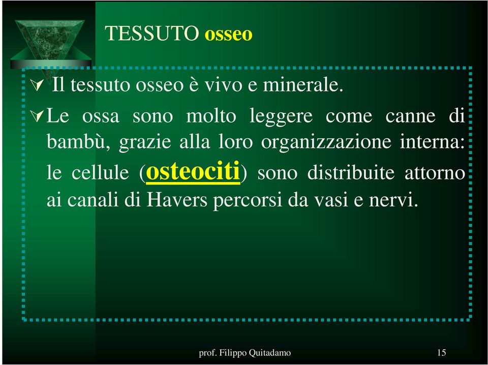 organizzazione interna: le cellule (osteociti) sono distribuite