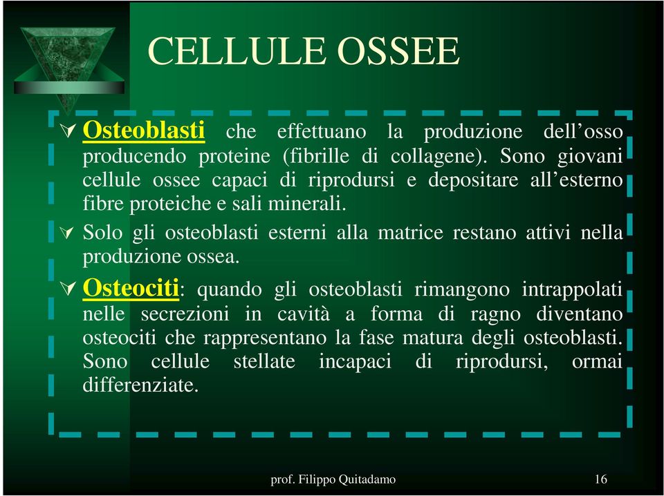 Solo gli osteoblasti esterni alla matrice restano attivi nella produzione ossea.