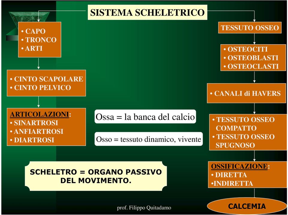 banca del calcio Osso = tessuto dinamico, vivente TESSUTO OSSEO COMPATTO TESSUTO OSSEO SPUGNOSO