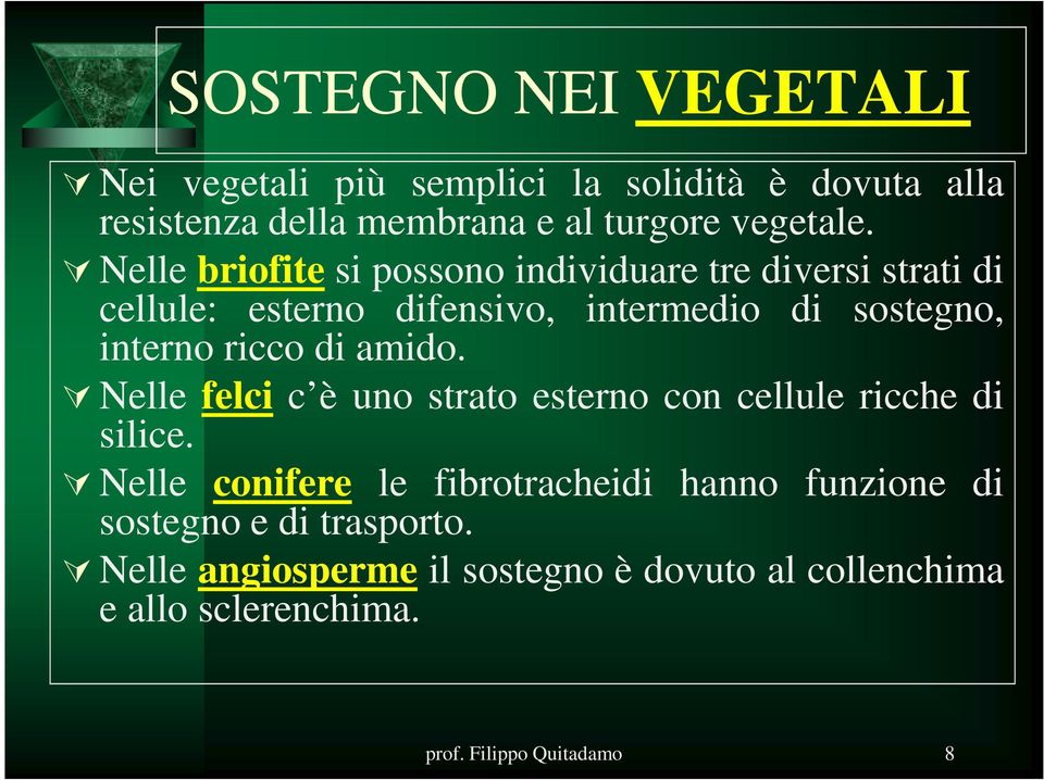 ricco di amido. Nelle felci c è uno strato esterno con cellule ricche di silice.