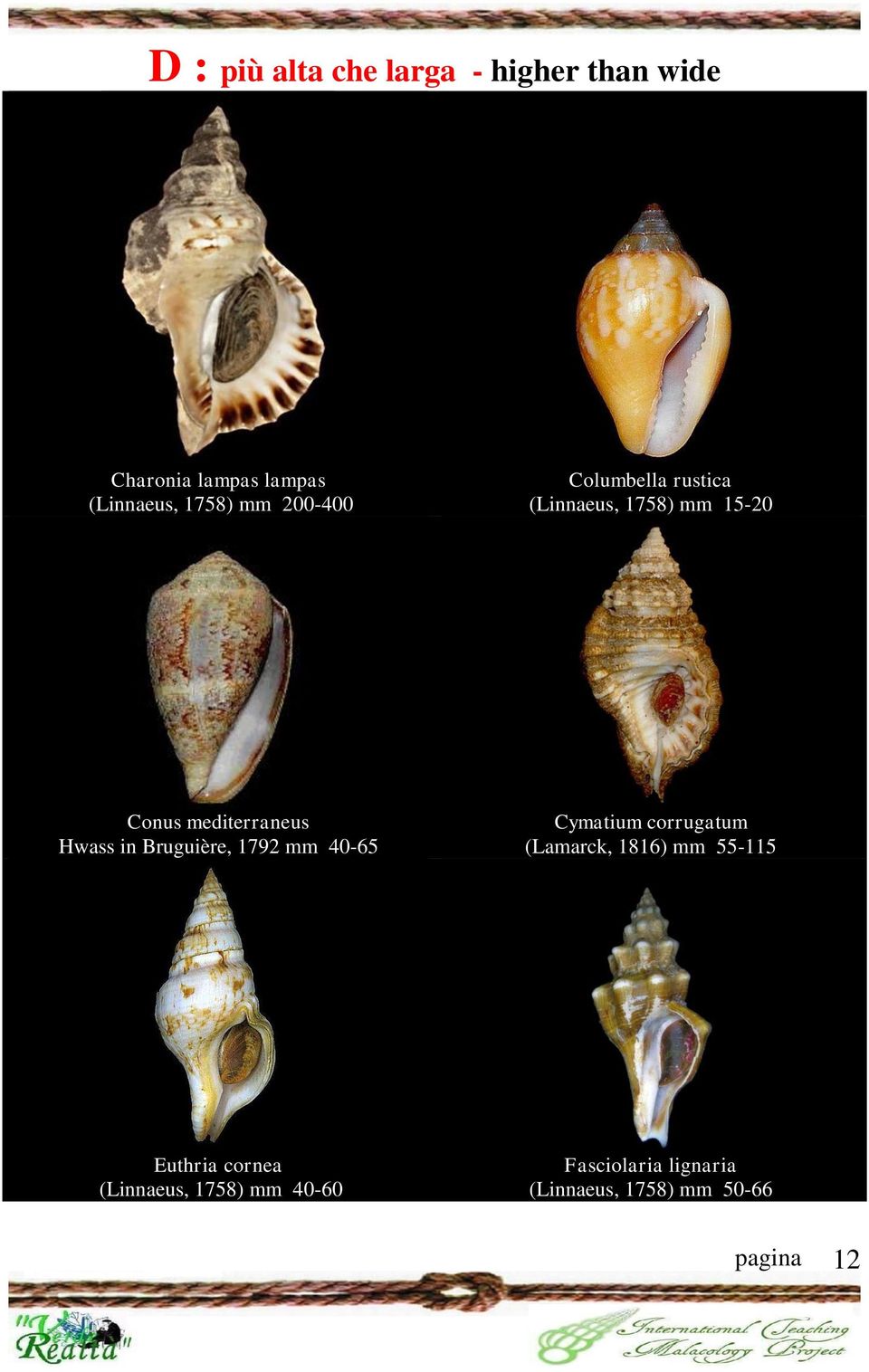 in Bruguière, 1792 mm 40-65 Cymatium corrugatum (Lamarck, 1816) mm 55-115 Euthria