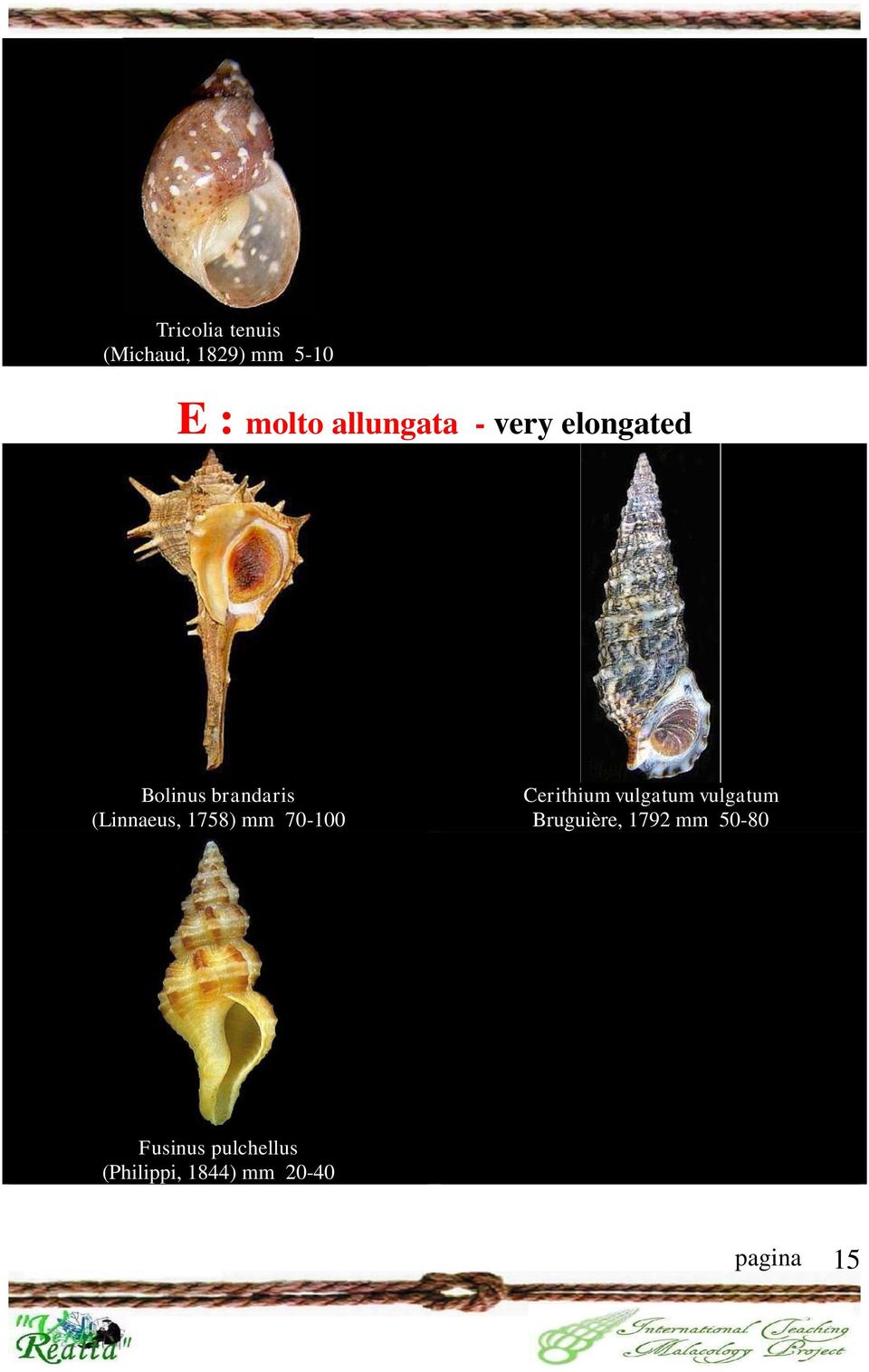 1758) mm 70-100 Cerithium vulgatum vulgatum Bruguière,