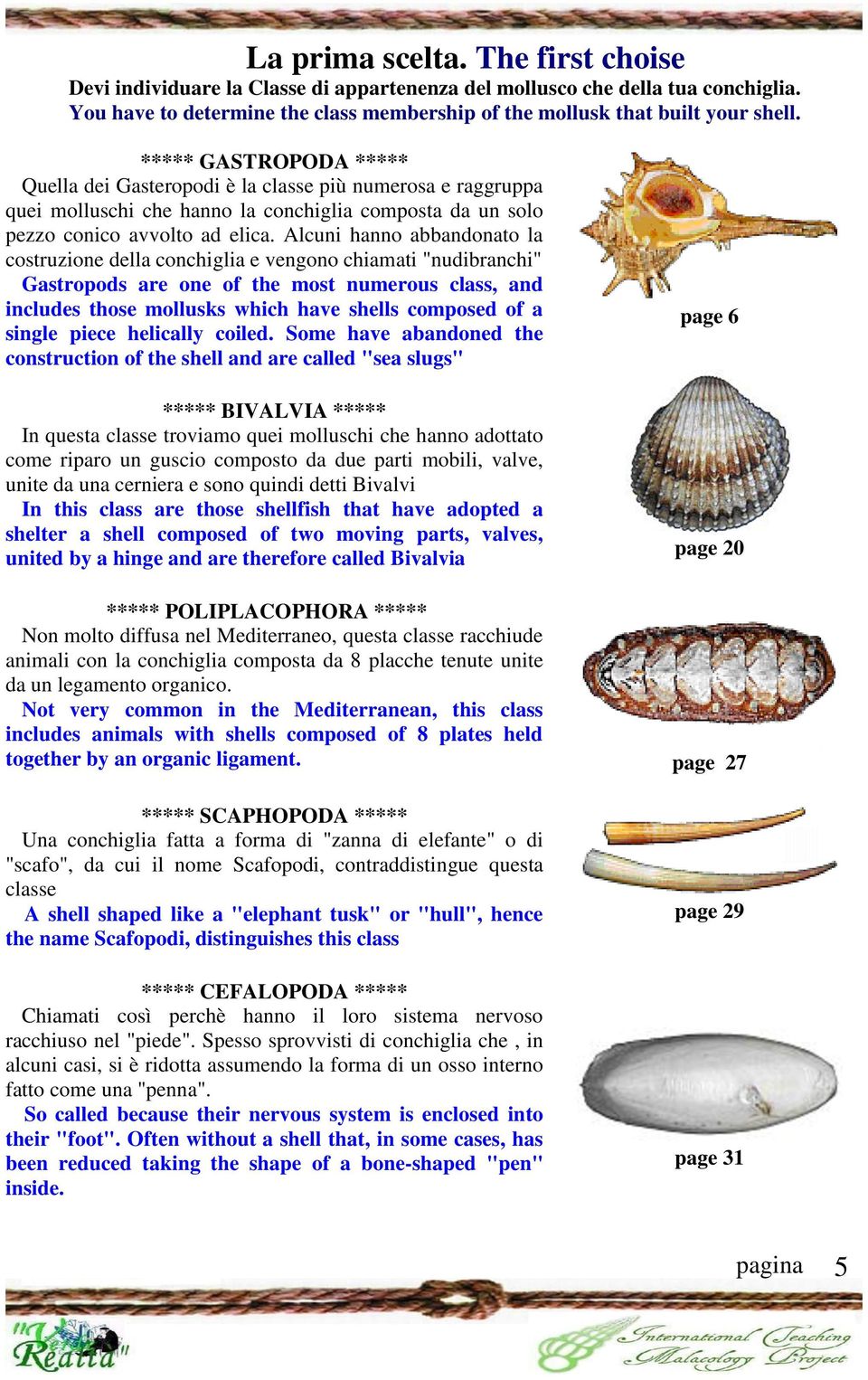 Alcuni hanno abbandonato la costruzione della conchiglia e vengono chiamati "nudibranchi" Gastropods are one of the most numerous class, and includes those mollusks which have shells composed of a