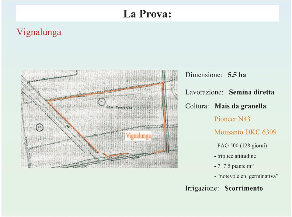 Pioneer N43 Monsanto DKC 639 - FAO 5 (28 giorni) -