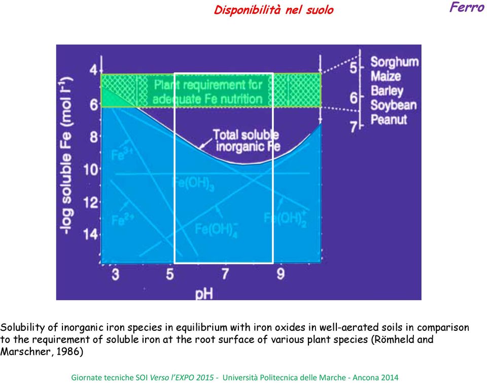 soluble iron ioniche at the root del surface ferro of in various equilibrio plant species