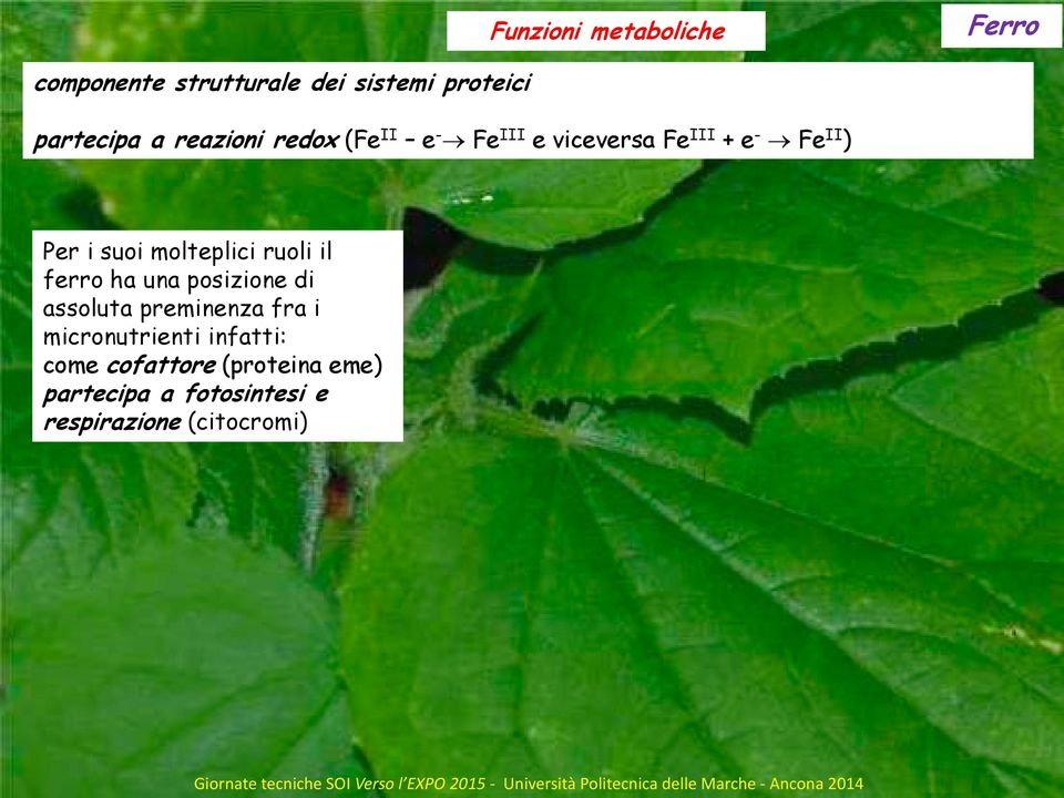 molteplici ruoli il ferro ha una posizione di assoluta preminenza fra i