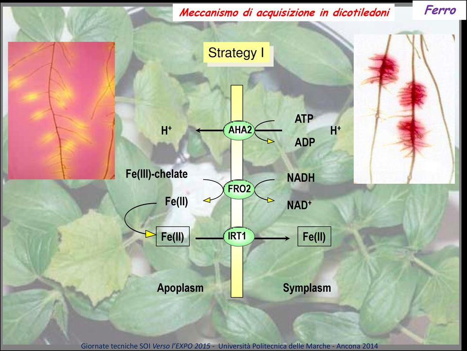 ATP ADP H + Fe(III)-chelate FRO2 NADH