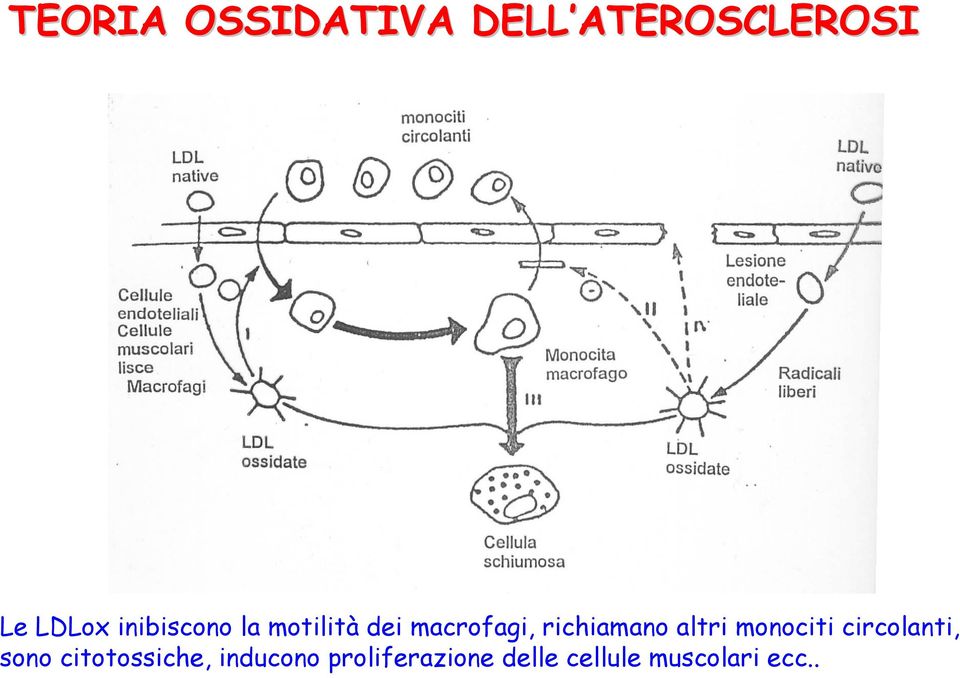 altri monociti circolanti, sono citotossiche,