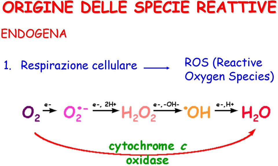 Respirazione cellulare