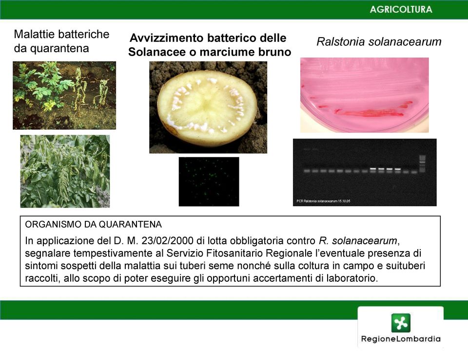 solanacearum, segnalare tempestivamente al Servizio Fitosanitario Regionale l eventuale presenza di sintomi sospetti