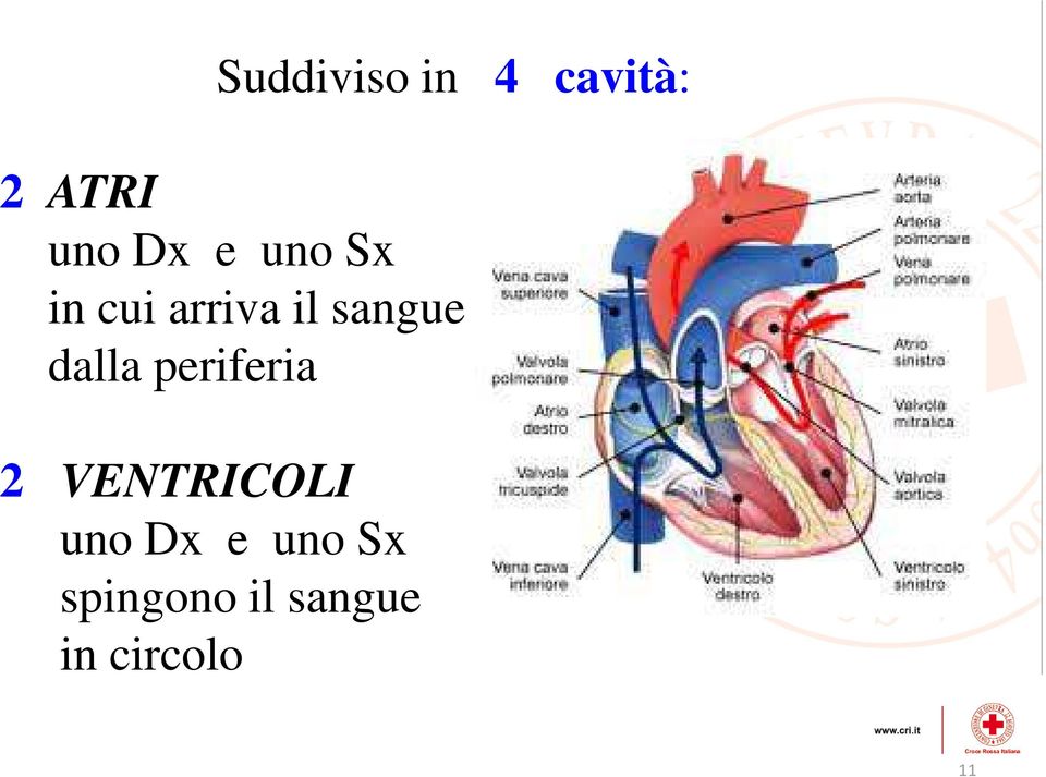 dalla periferia 2 VENTRICOLI uno Dx