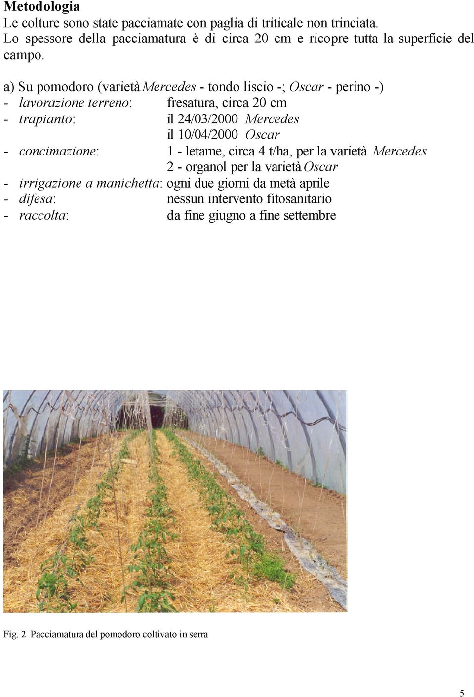a) Su pomodoro (varietà Mercedes - tondo liscio -; Oscar - perino -) - lavorazione terreno: fresatura, circa 20 cm - trapianto: il 24/03/2000 Mercedes il