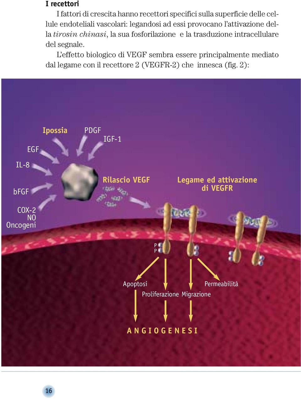 L effetto biologico di VEGF sembra essere principalmente mediato dal legame con il recettore 2 (VEGFR-2) che innesca (fig.