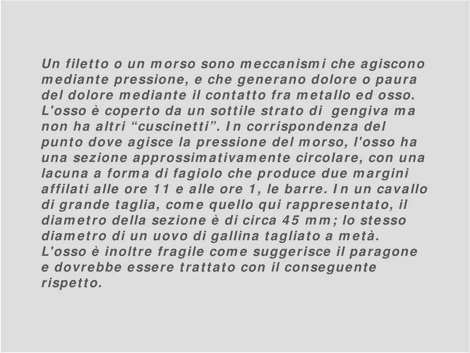 In corrispondenza del punto dove agisce la pressione del morso, l'osso ha una sezione approssimativamente circolare, con una lacuna a forma di fagiolo che produce due margini