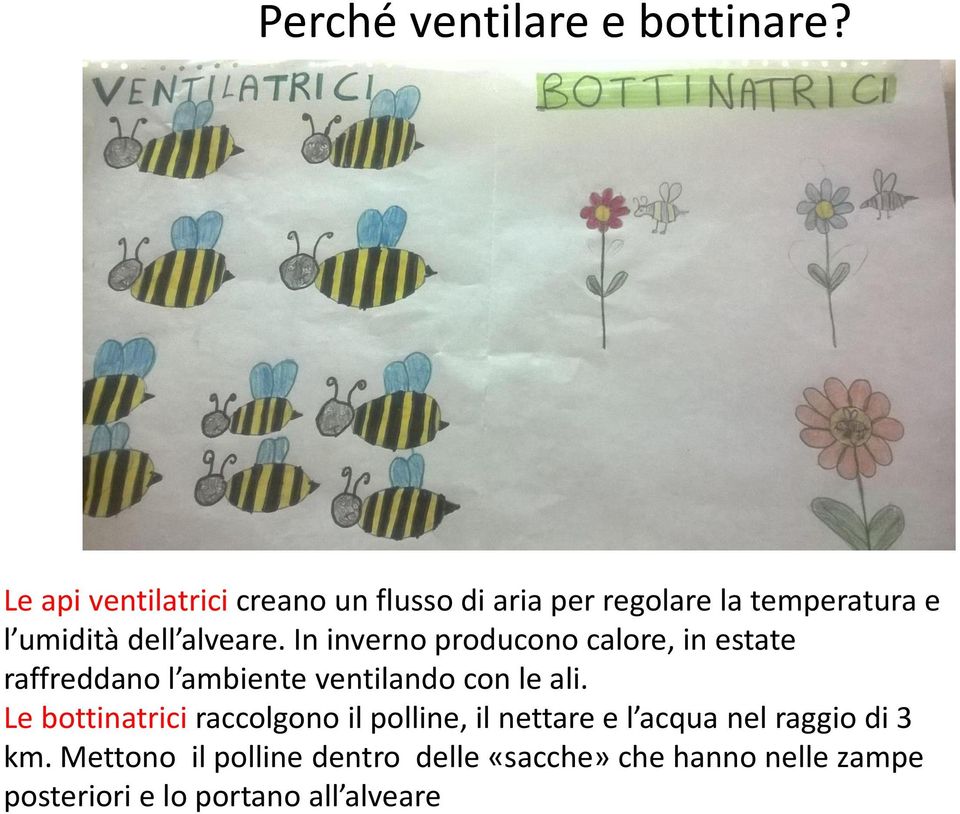 In inverno producono calore, in estate raffreddano l ambiente ventilando con le ali.