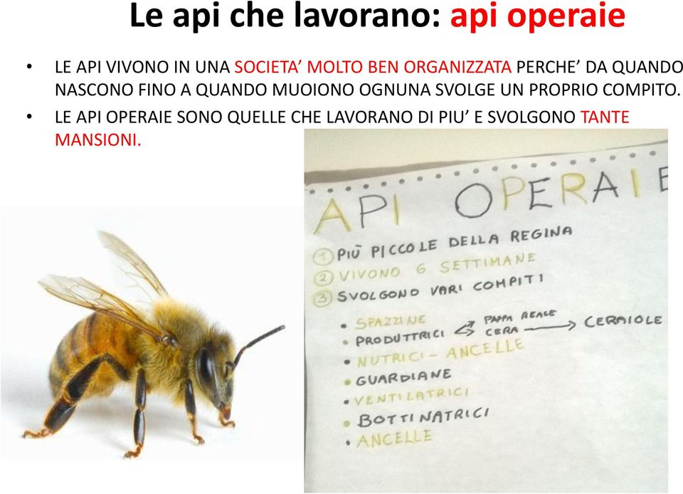 A QUANDO MUOIONO OGNUNA SVOLGE UN PROPRIO COMPITO.