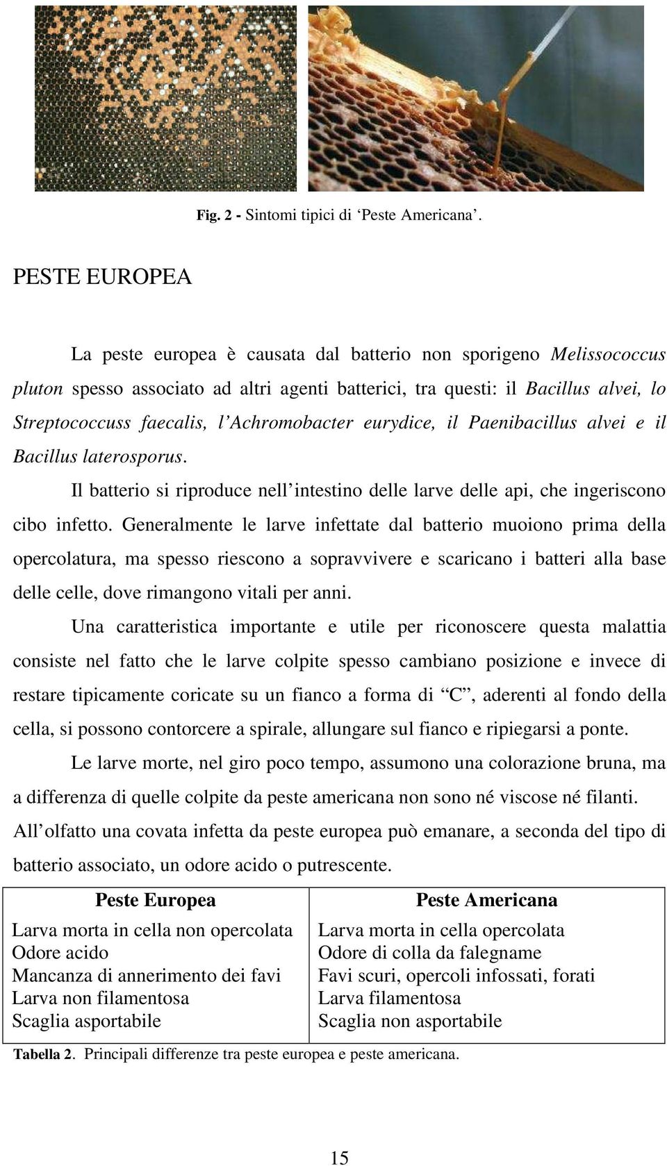 Achromobacter eurydice, il Paenibacillus alvei e il Bacillus laterosporus. Il batterio si riproduce nell intestino delle larve delle api, che ingeriscono cibo infetto.