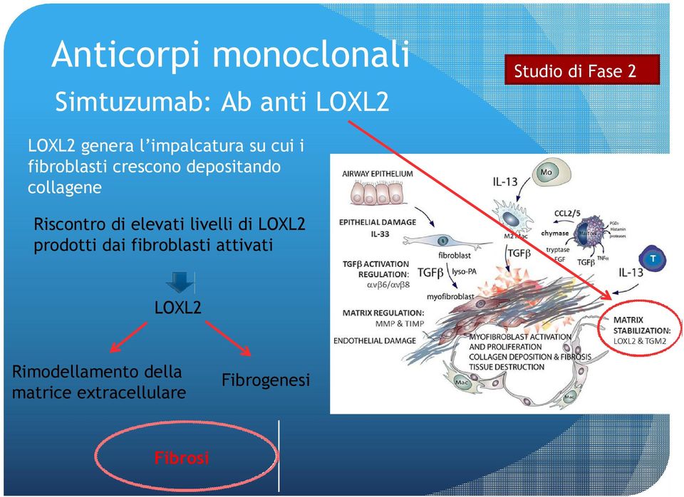 collagene Riscontro di elevati livelli di LOXL2 prodotti dai