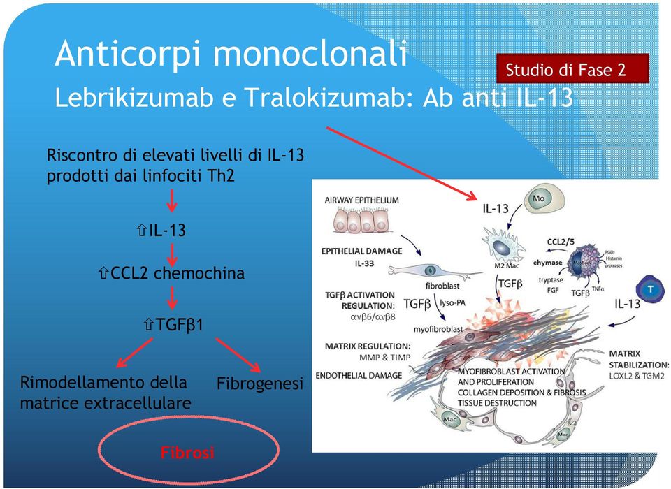 IL-13 prodotti dai linfociti Th2 IL-13 CCL2 chemochina