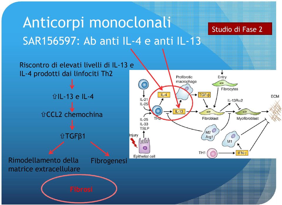 prodotti dai linfociti Th2 IL-13 e IL-4 CCL2 chemochina TGFβ1