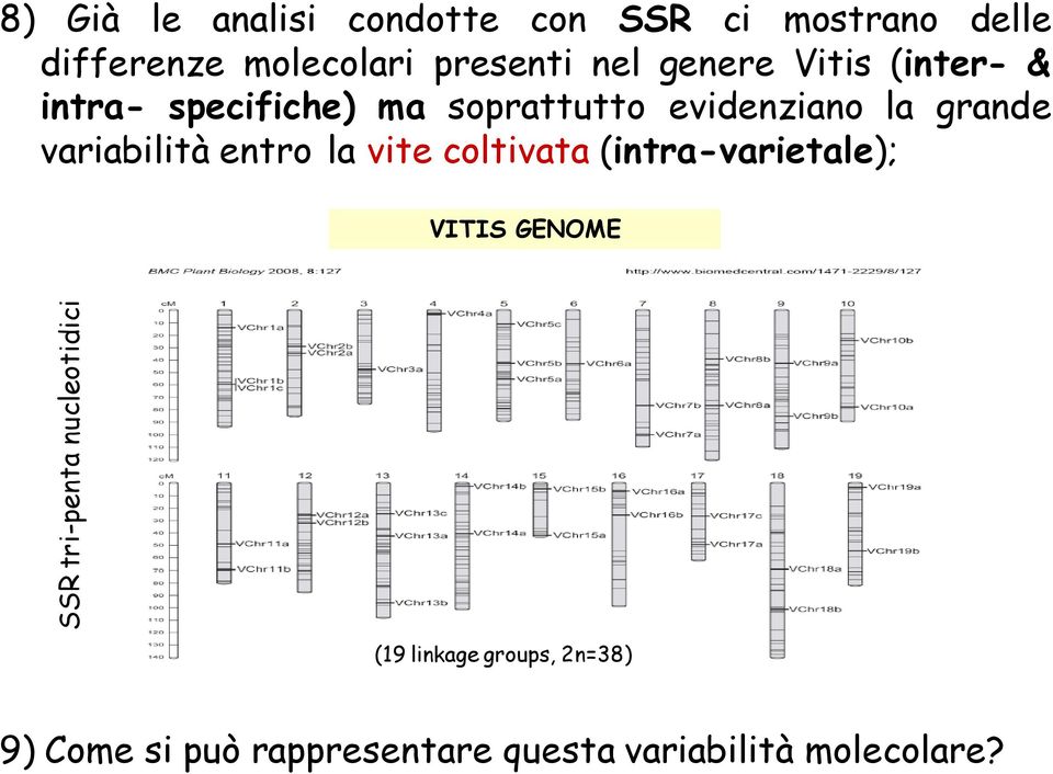variabilità entro la vite coltivata (intra-varietale); SSR tri-penta nucleotidici