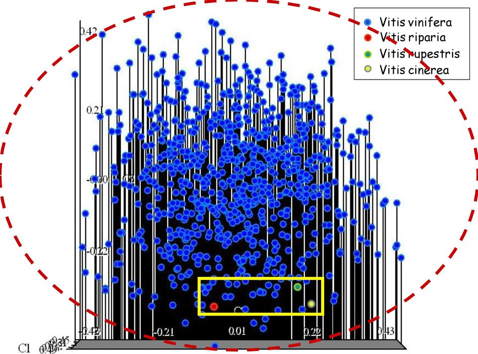 Vitis