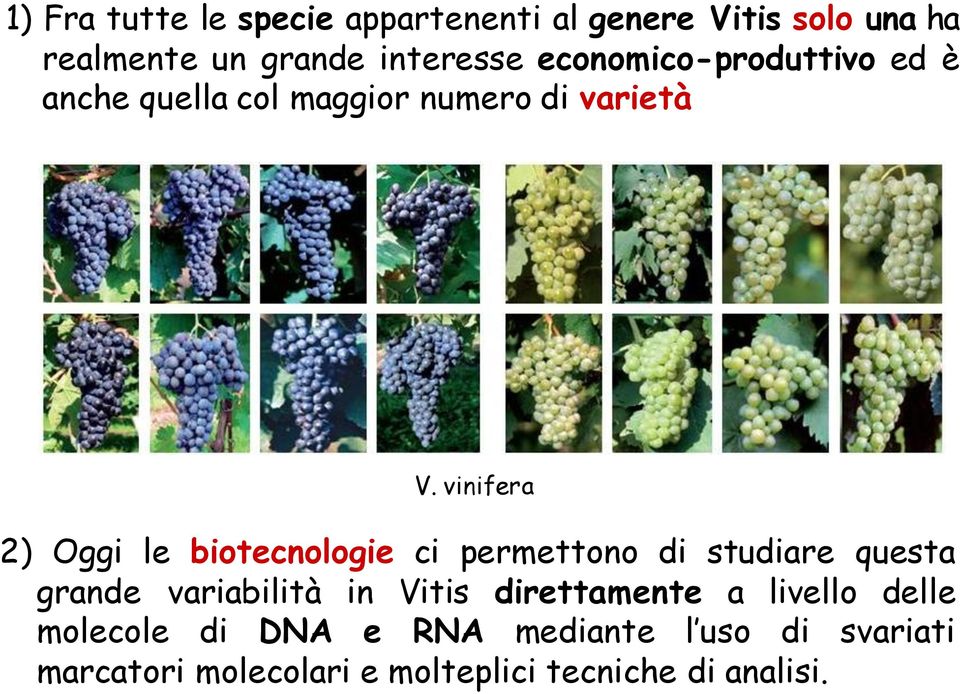 vinifera 2) Oggi le biotecnologie ci permettono di studiare questa grande variabilità in Vitis