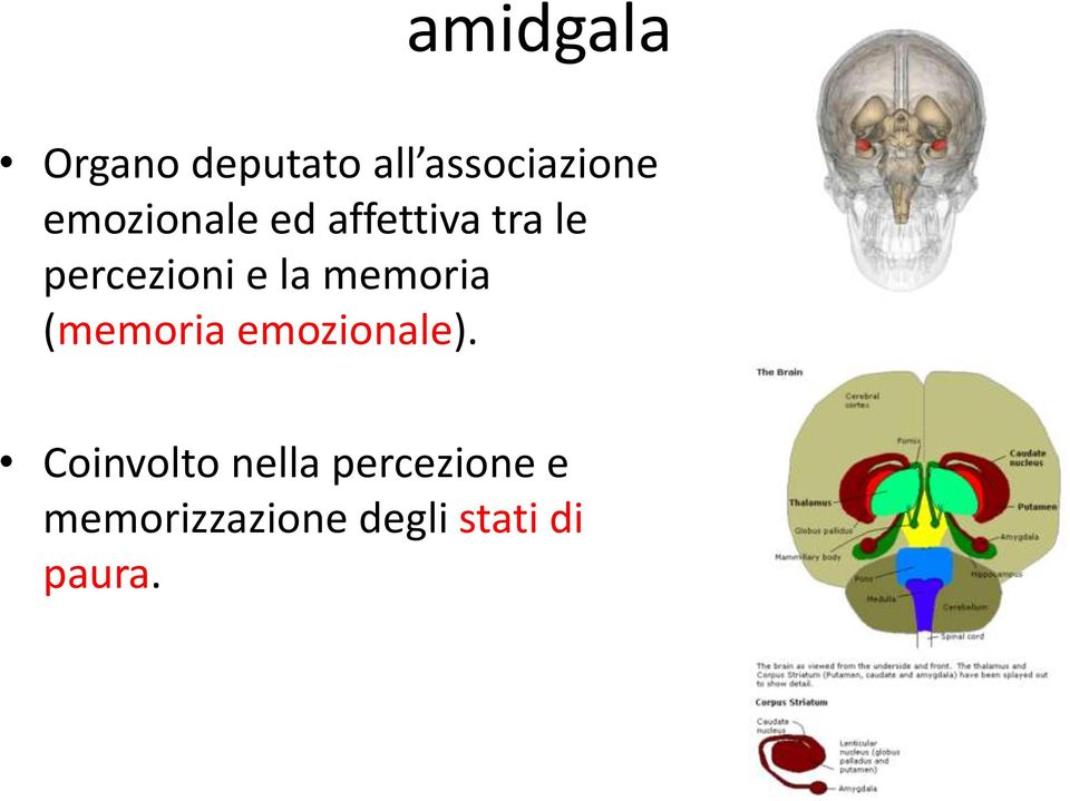 la memoria (memoria emozionale).