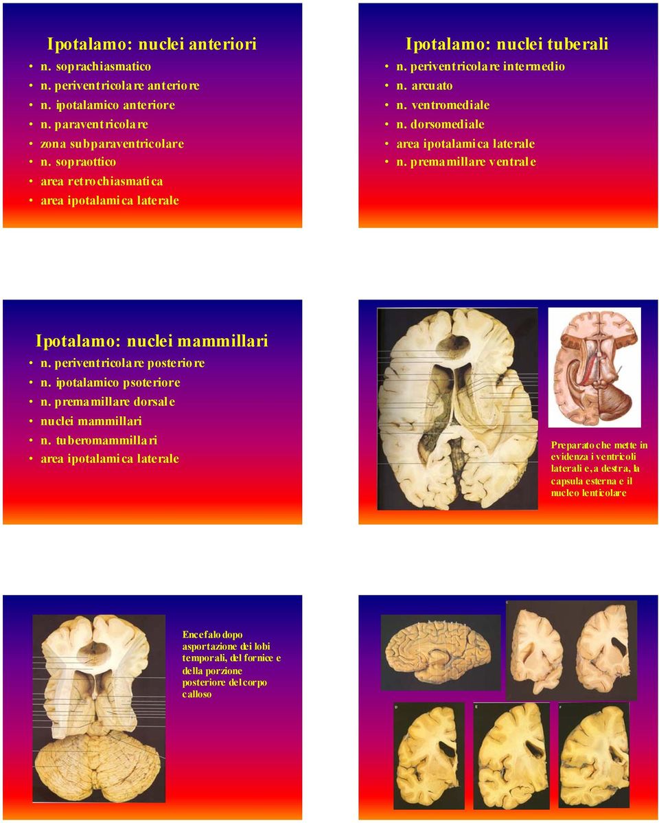dorsomediale area ipotalami ca laterale n. premamillare ventrale Ipotalamo: nuclei mammillari n. periventricolare posteriore n. ipotalamico psoteriore n.