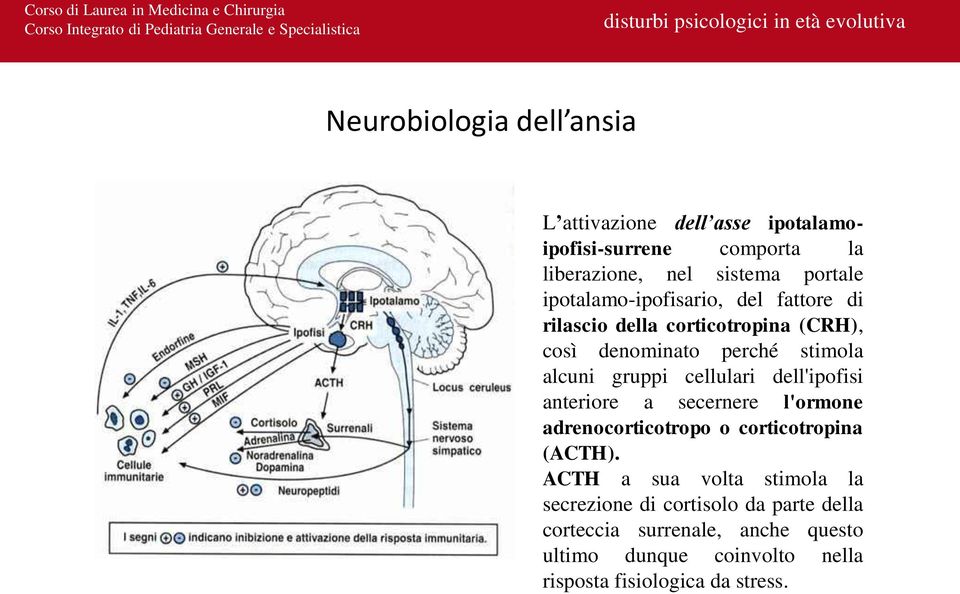 cellulari dell'ipofisi anteriore a secernere l'ormone adrenocorticotropo o corticotropina (ACTH).