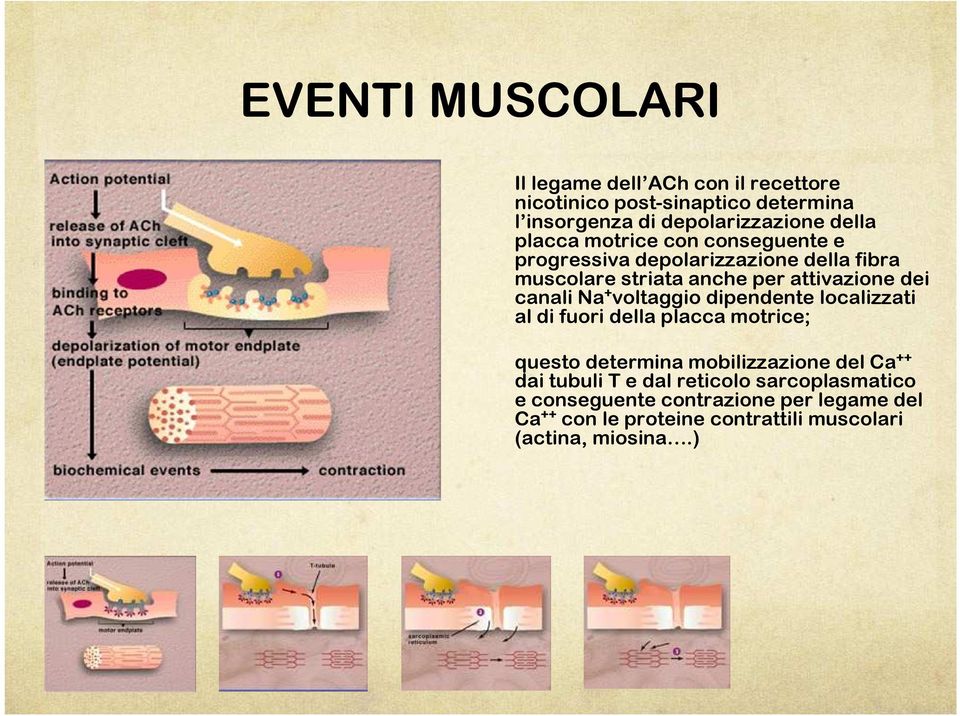 + voltaggio dipendente localizzati al di fuori della placca motrice; questo determina mobilizzazione del Ca ++ dai tubuli T e