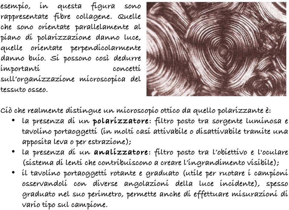 Ciò che realmente distingue un microscopio ottico da quello polarizzante è: la presenza di un polarizzatore: filtro posto tra sorgente luminosa e tavolino portaoggetti (in molti casi attivabile o