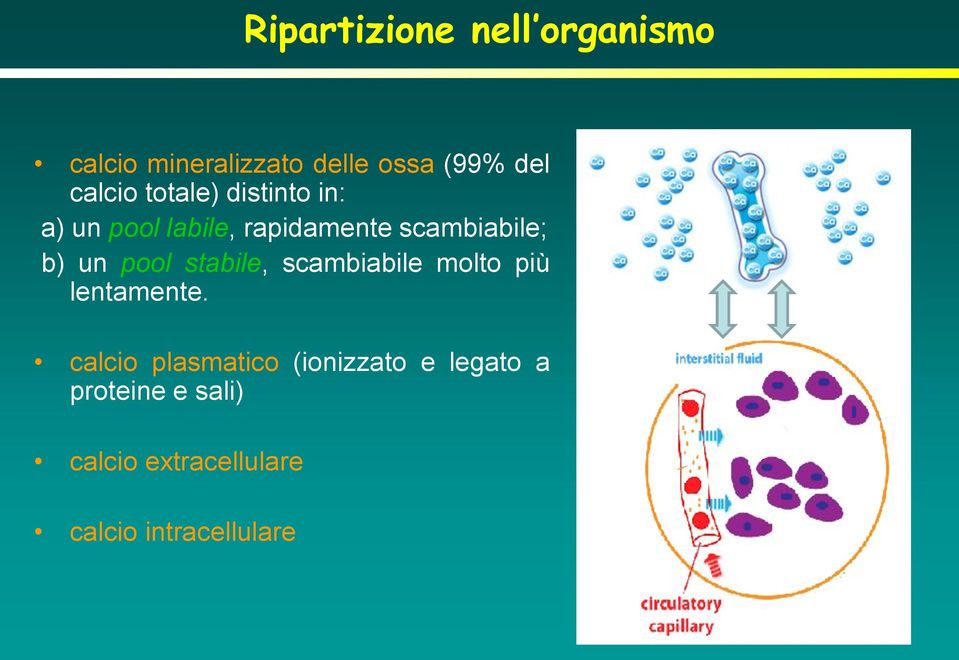 b) un pool stabile, scambiabile molto più lentamente.