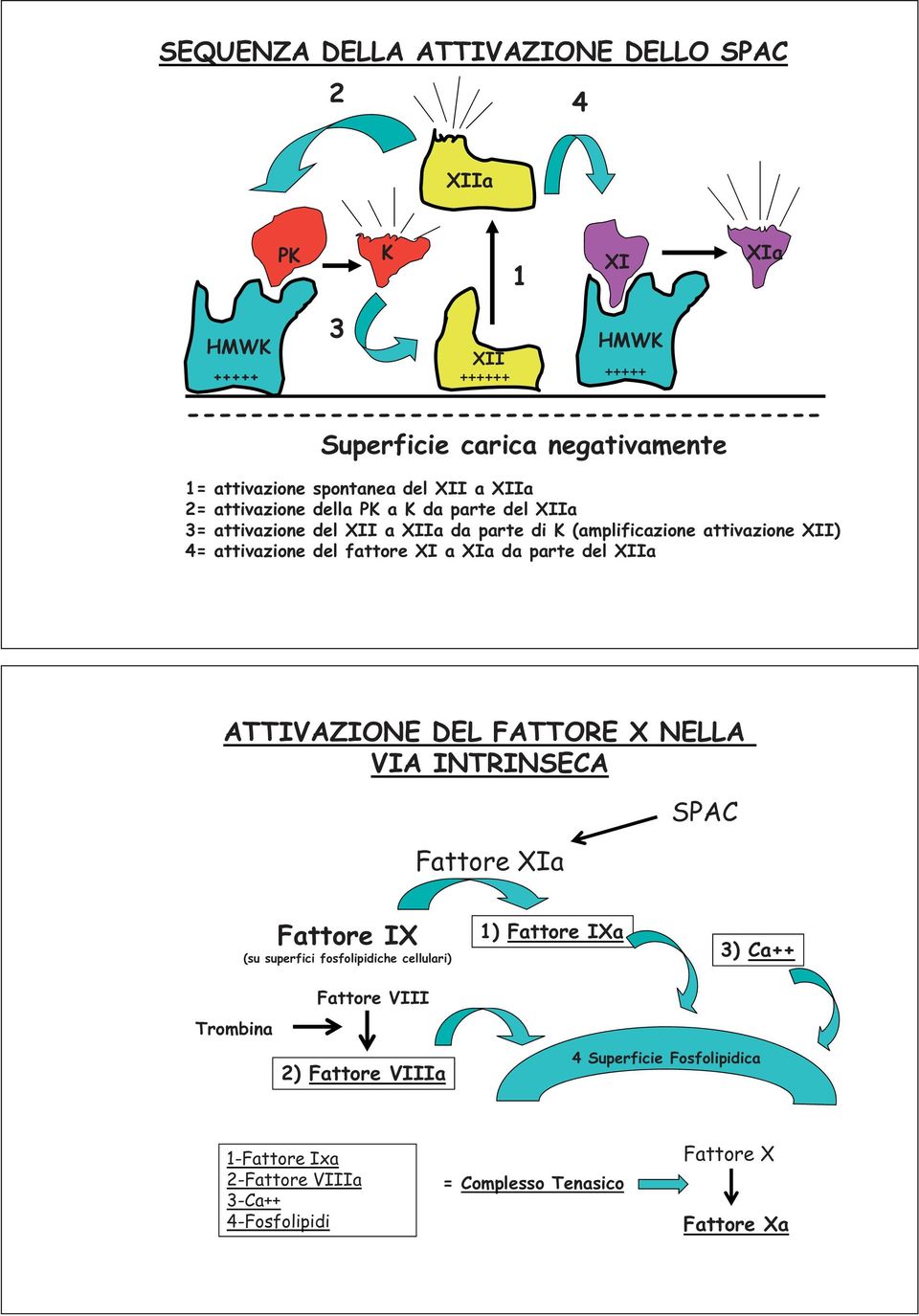 XII) 4= attivazione i del fattore XI a XIa da parte del XIIa ATTIVAZIONE DEL FATTORE X NELLA VIA INTRINSECA Fattore XIa SPAC Fattore IX (su superfici fosfolipidiche