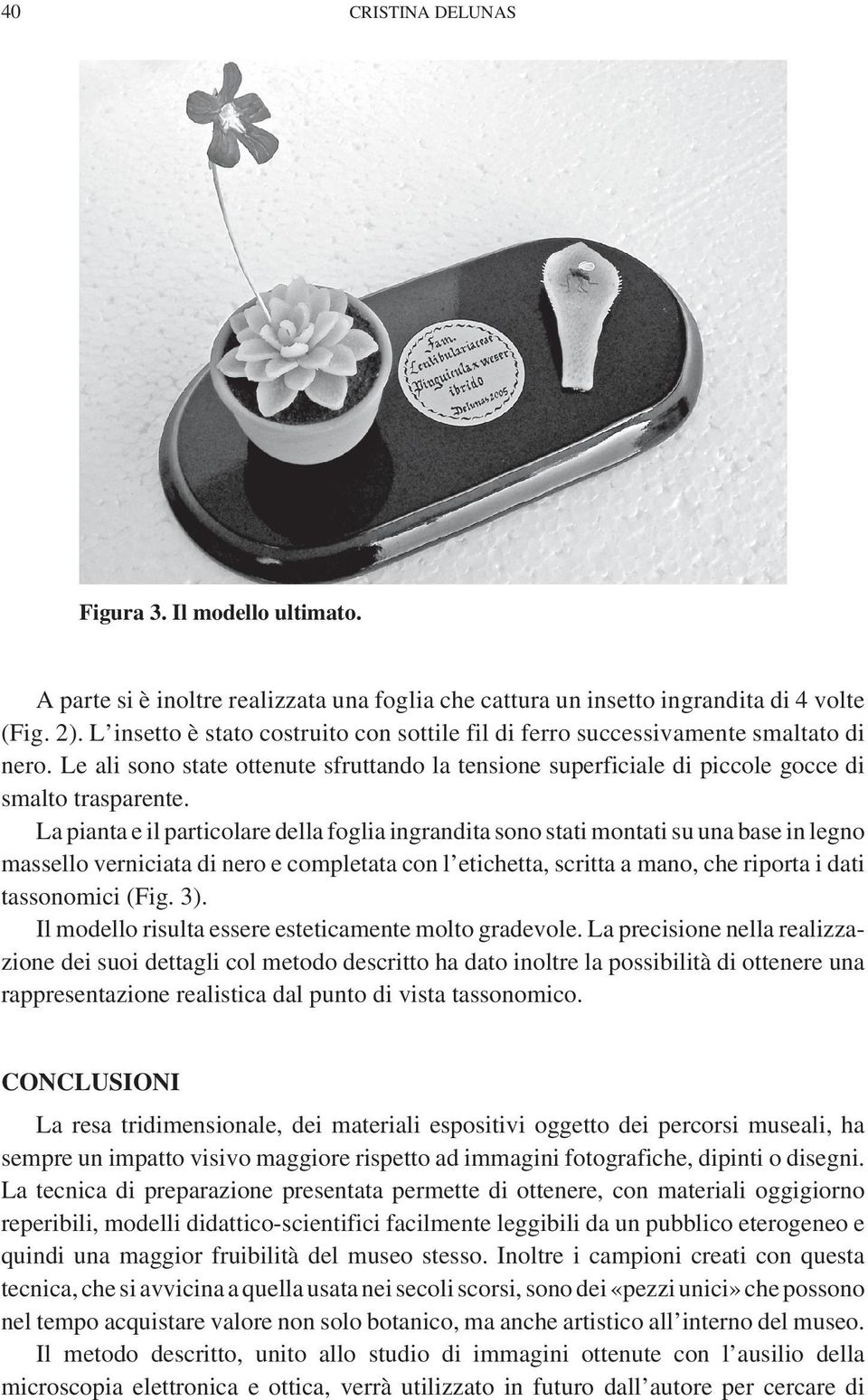 La pianta e il particolare della foglia ingrandita sono stati montati su una base in legno massello verniciata di nero e completata con l etichetta, scritta a mano, che riporta i dati tassonomici