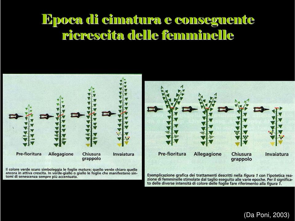 ricrescita delle