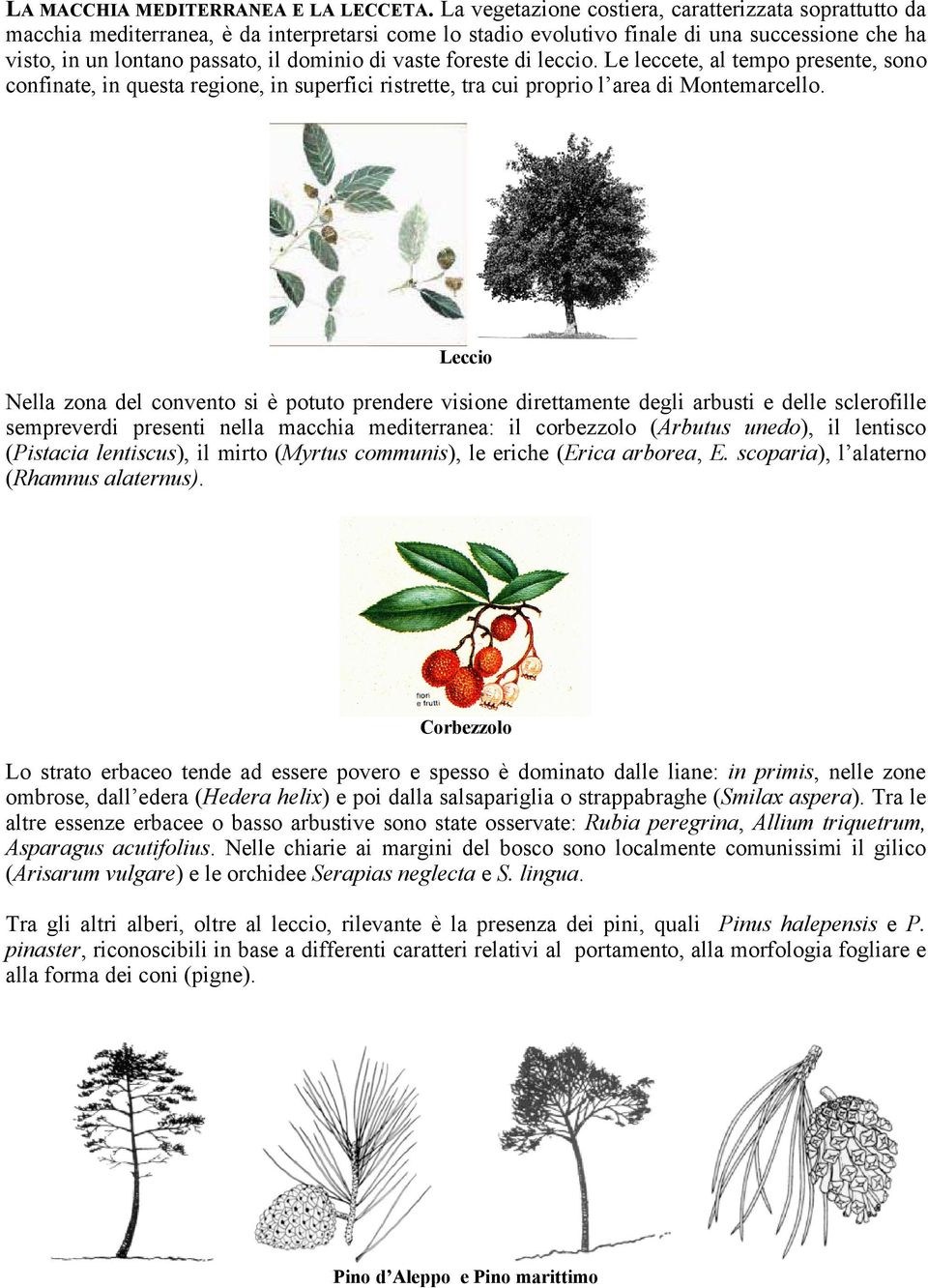 vaste foreste di leccio. Le leccete, al tempo presente, sono confinate, in questa regione, in superfici ristrette, tra cui proprio l area di Montemarcello.