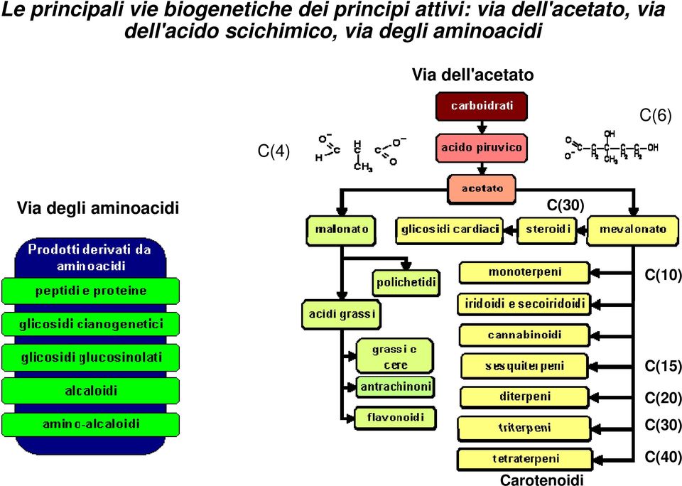 degli aminoacidi C(4)) Via dell'acetato C(6)) Via