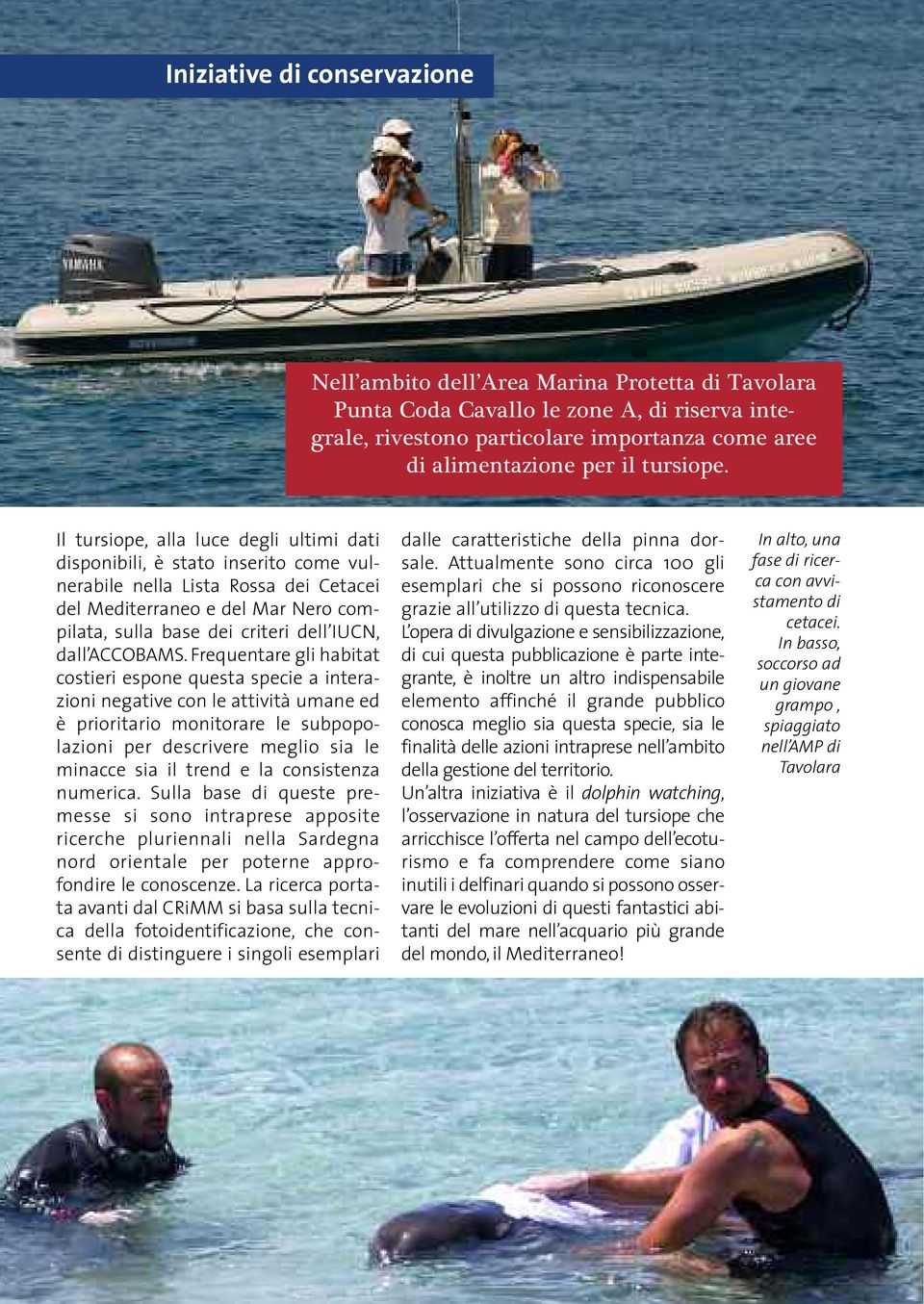 Il tursiope, alla luce degli ultimi dati disponibili, è stato inserito come vulnerabile nella Lista Rossa dei Cetacei del Mediterraneo e del Mar Nero compilata, sulla base dei criteri dell IUCN, dall