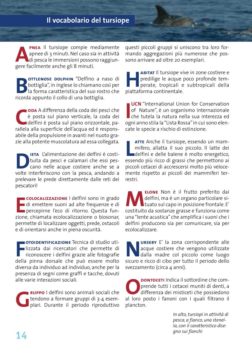 Coda A differenza della coda dei pesci che è posta sul piano verticale, la coda dei delfini è posta sul piano orizzontale, parallela alla superficie dell acqua ed è responsabile della propulsione in