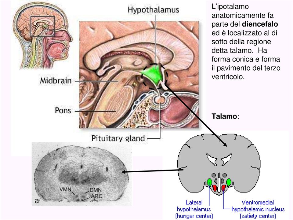 della regione detta talamo.